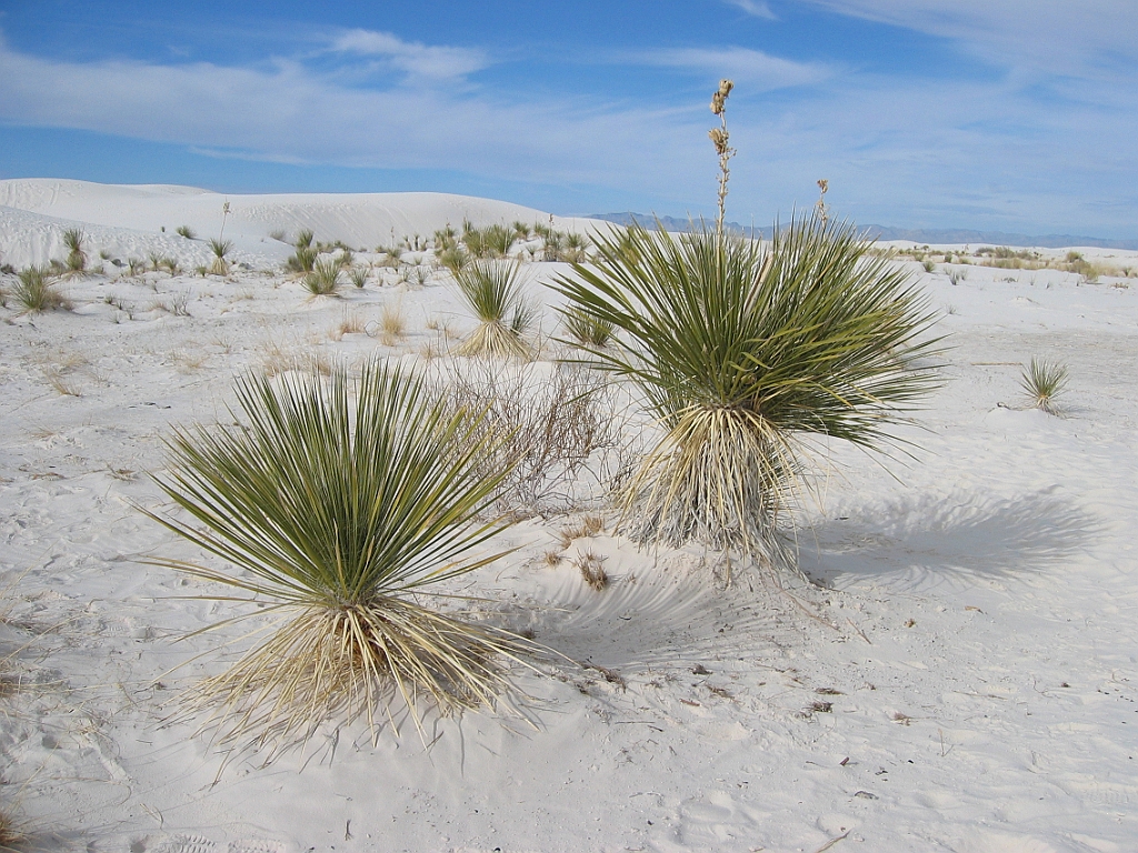 142 White Sands National Monument.jpg